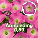 Afbeelding van Petunia P12 "Actie" Magenta White